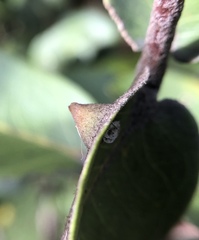 Pariaconus pyramidalis