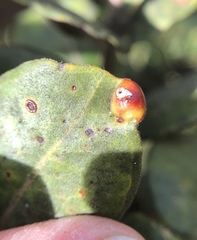 Pariaconus pyramidalis