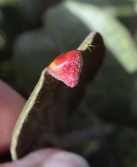 Pariaconus pyramidalis