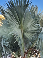 Bismarckia