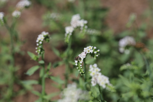 iNaturalist observation photo of Calliopsis hesperia