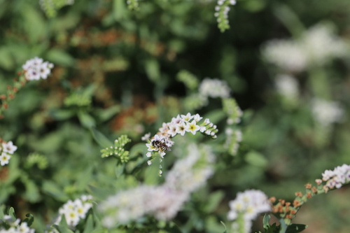 iNaturalist observation photo of Calliopsis hesperia