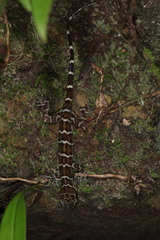 Cyrtodactylus consobrinus