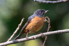 Cinnamon-Bellied Flowerpiercer photo 4