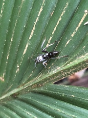 Neoponera