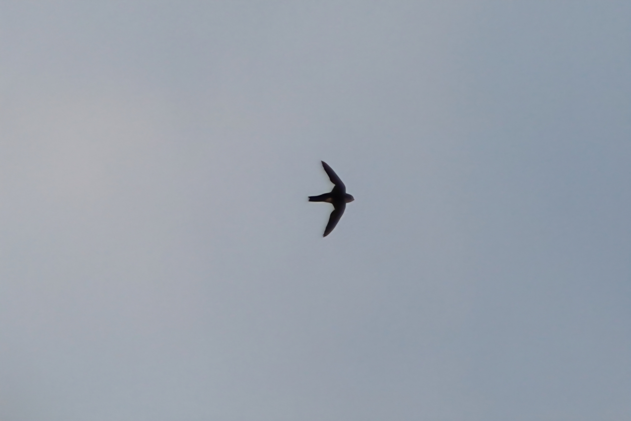 Aeronautes saxatalis (Woodhouse, 1853)