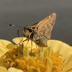 Atalopedes campestris