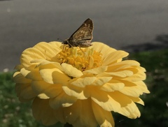 Atalopedes campestris