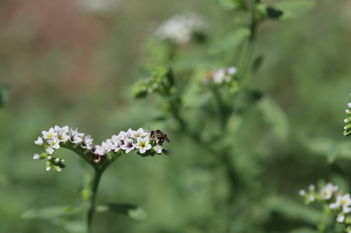 iNaturalist observation photo of Calliopsis hesperia