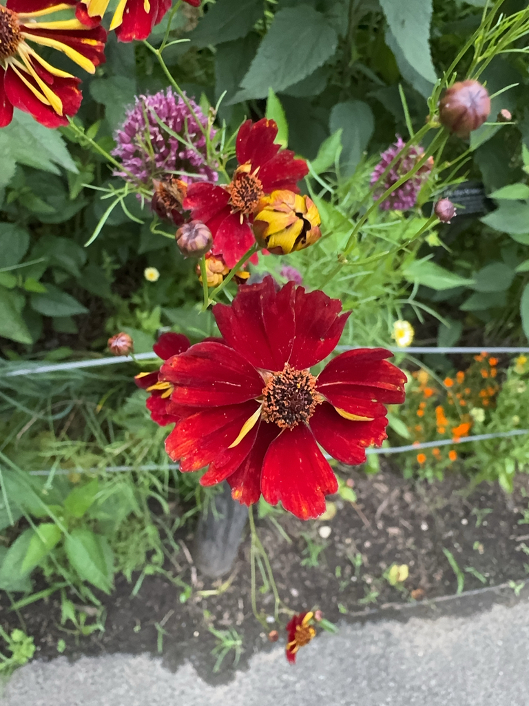 Zinnia elegans