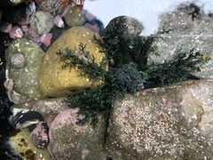 Athyonidium chilensis