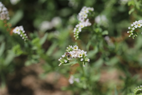 iNaturalist observation photo of Calliopsis hesperia