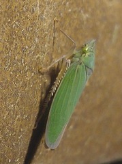 Draeculacephala inscripta