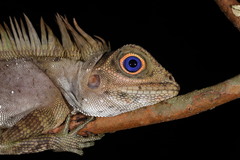 Gonocephalus liogaster