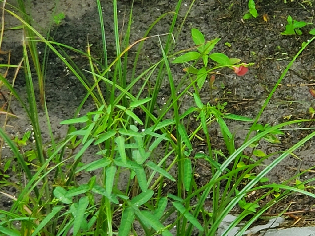 Phaseolus