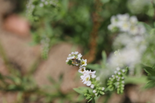 iNaturalist observation photo of Calliopsis hesperia