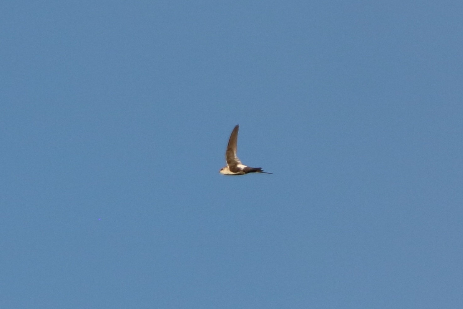 Aeronautes saxatalis (Woodhouse, 1853)
