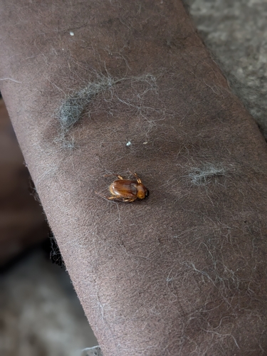 Northern Masked Chafer photo 2