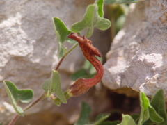 Aristolochia coryi