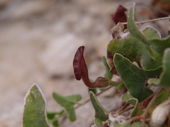 Aristolochia coryi