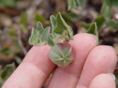 Aristolochia coryi