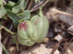 Aristolochia coryi