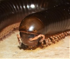Orthoporoides