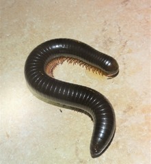 Orthoporoides