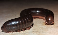 Orthoporoides