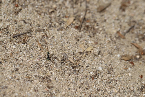 iNaturalist observation photo of Calliopsis hesperia