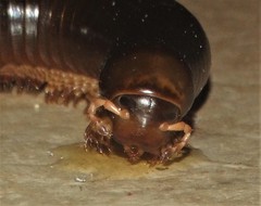 Orthoporoides