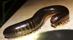 Orthoporoides