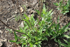 Lagascea rigida rigida