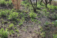 Lagascea rigida rigida