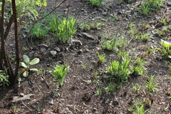 Lagascea rigida rigida