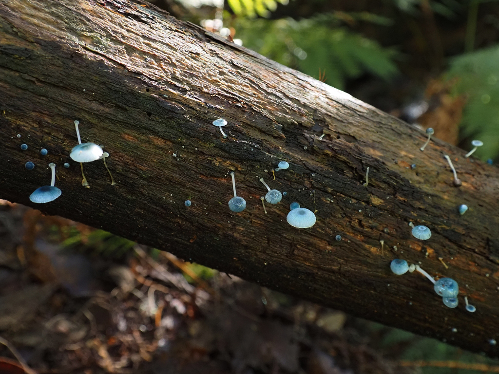 Mycena interrupta · June 2025 · photo: © cowirrie (iNaturalist, cc0)