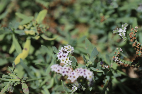 iNaturalist observation photo of Bees