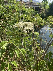 Sambucus canadensis