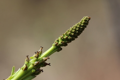 Stillingia zelayensis