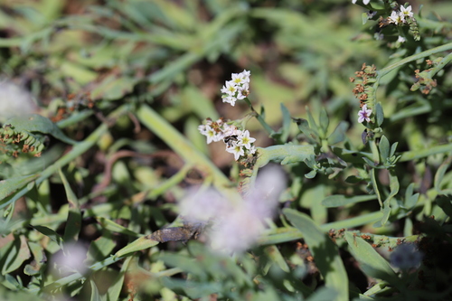 iNaturalist observation photo of Bees