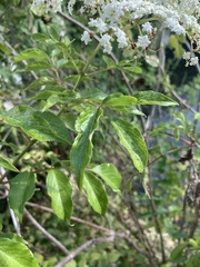 Sambucus canadensis