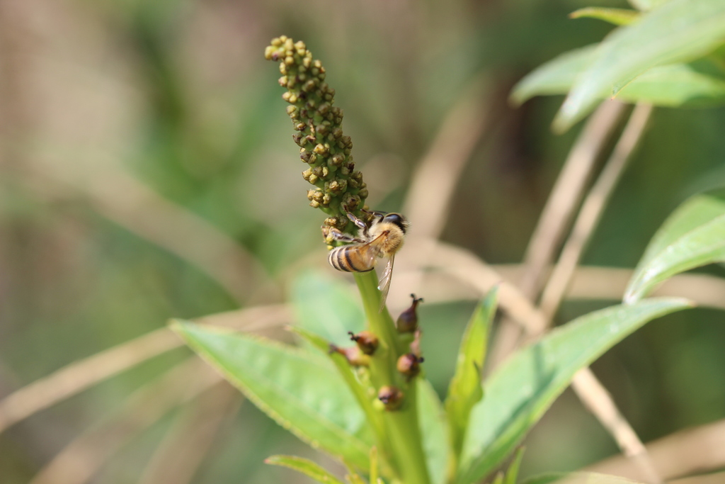 Stillingia zelayensis