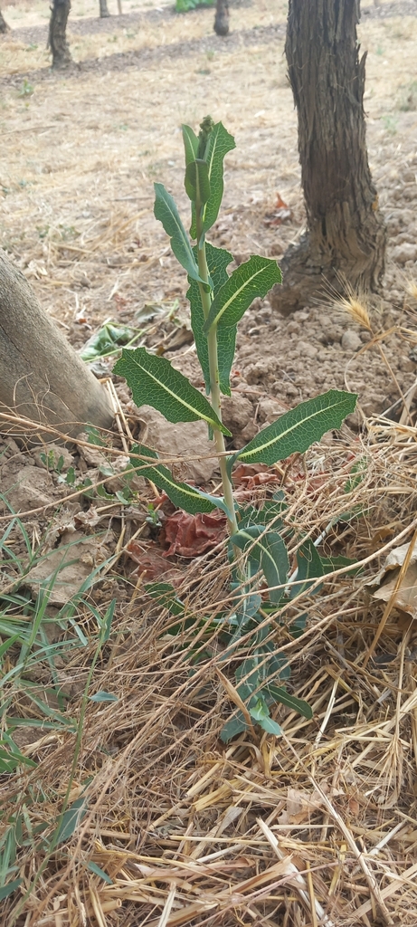 Lactuca sativa