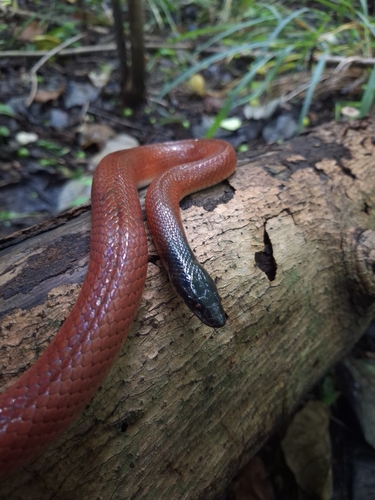 Neuwied's False Boa