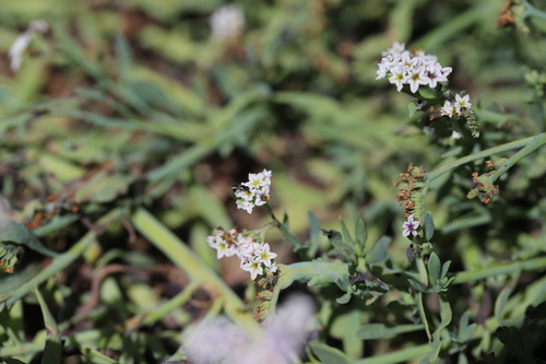 iNaturalist observation photo of Bees