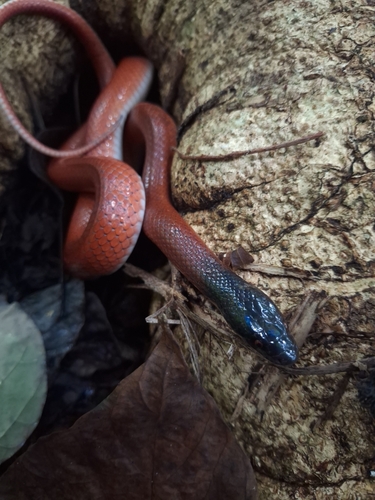 Neuwied's False Boa