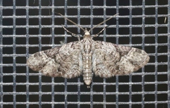 Eupithecia edna