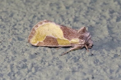 Chalcopasta fulgens