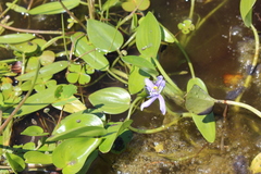 Heteranthera