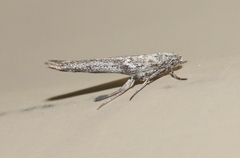 Arotrura